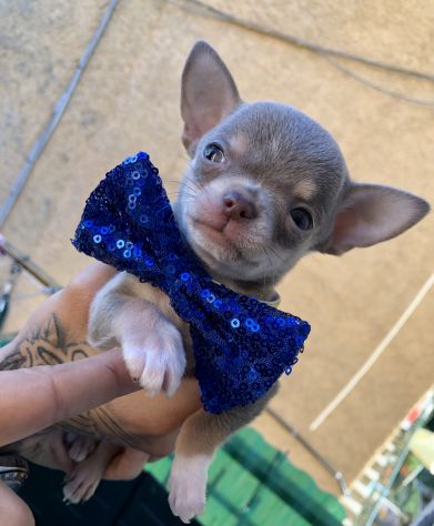 Chihuahua femmina e maschio - Foto 3