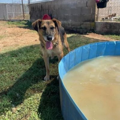 BEA INVISIBILE TRA I TANTI, TENERISSIMA E PACATA CAGNOLINA IN ADOZIONE TG MEDIA - Foto 7