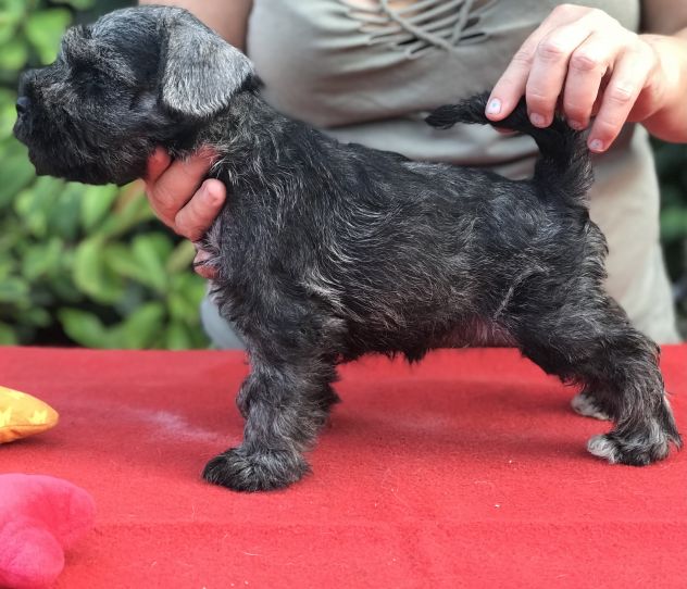 Cuccioli di Zwergschnauzer Pepe e sale - Foto 9