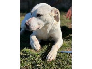 CANE IN ADOZIONE: MIKA aspetta la sua occasione.