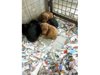 Cuccioli barboncino toy red e neri italiani