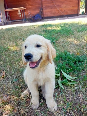 Cuccioli di Golden Retriever - Foto 3