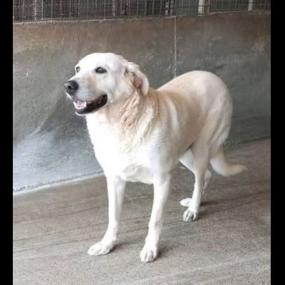 Splendida EDWIGE SIMIL LABRADOR CANE IN ADOZIONE - Foto 2