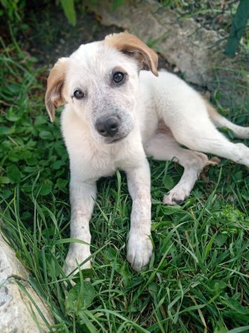 Maia cucciola