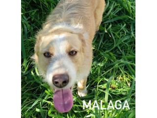 Malaga taglia media 16 kg