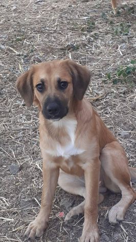 Ofelia cucciola - Foto 3