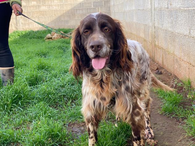 Zefiro il cane in canile che aspetta la sua famiglia - Foto 5