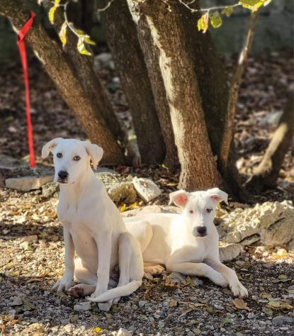 CUCCIOLI IN ADOZIONE - Foto 7