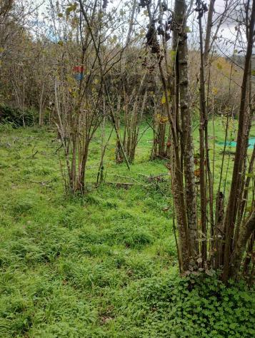 Terreno in vendita a Ficarra - Foto 9