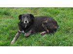 CAGNOLINA IN ADOZIONE: ALMA, materna ed amorevole