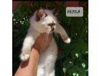 Cuccioli Sacro di Birmania
