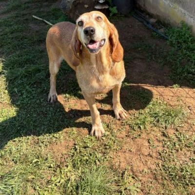 PLUTO simpatico segugio di coccole. CANE IN ADOZIONE tg media