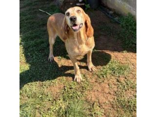 PLUTO simpatico segugio di coccole. CANE IN ADOZIONE tg media