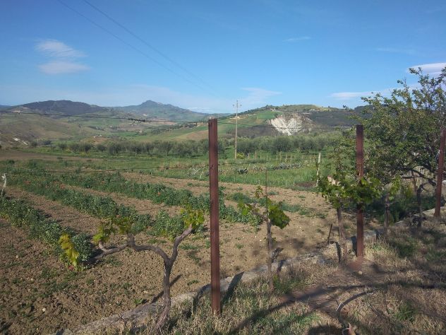 Appezzamento di terreno agricolo di mq 32.621 catastali ( uliveto di mq 17.644) - Foto 2