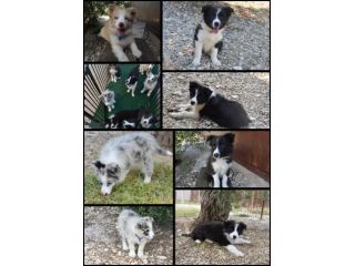 Cuccioli di border collie  bordercollie