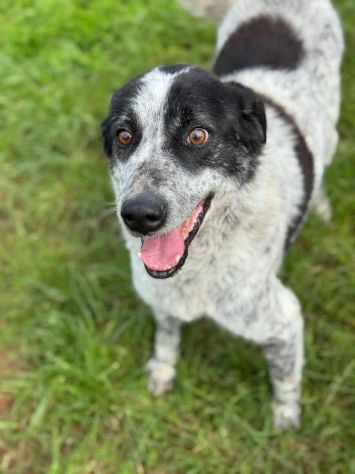 ESCAPE cacciatore di abbracci, CANE IN ADOZIONE - Foto 2
