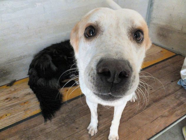 Itaca cagnolina gentile - Foto 5