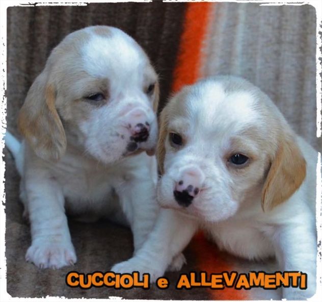 Cuccioli di Beagle - Allevamento - Foto 4
