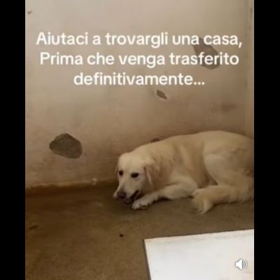 GERONIMO imprigionato senza colpa CANE IN ADOZIONE - Foto 10