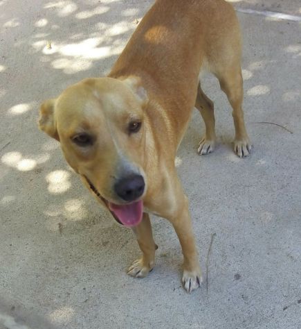 MINO, cucciolo minacciato - Foto 5