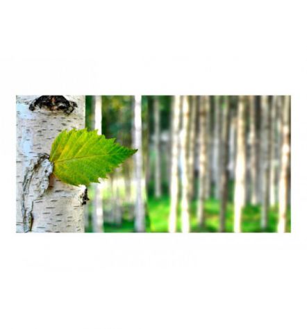 Carta Da Parati 550x270 ARREDALACASA Natura - Foto 2