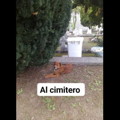 HACKITO, L' AMORE OLTRE LA VITA, CAGNOLINO IN ADOZIONE - Foto 2