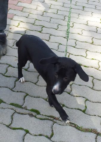 ASIA E CLOE, due stupende cucciole taglia piccola - Foto 7
