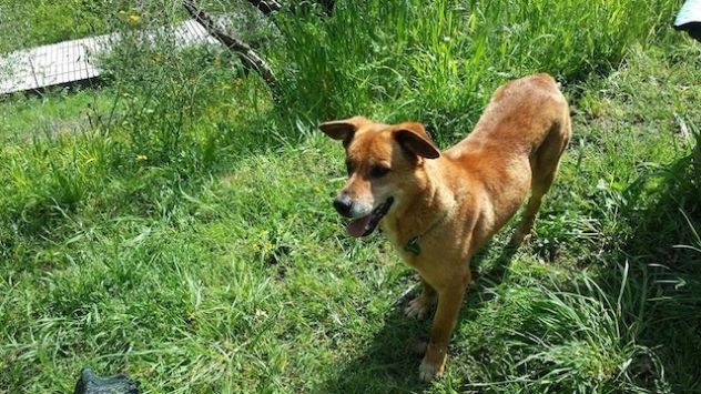TABASCO, tenero cagnolino senior - Foto 2