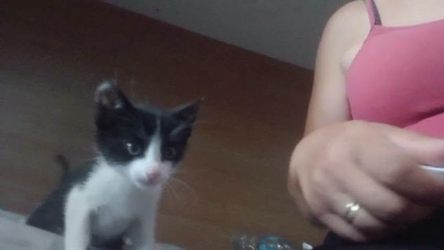FELIX, adorabile micino in adozione - Foto 5