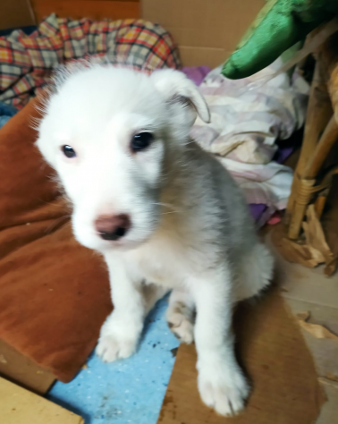 MOLLY E DOLLY, cucciole in cerca di casa