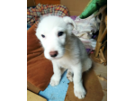 MOLLY E DOLLY, cucciole in cerca di casa