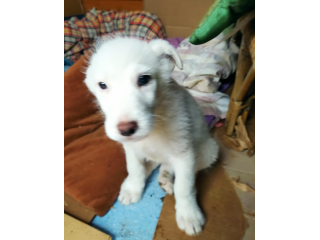 MOLLY E DOLLY, cucciole in cerca di casa