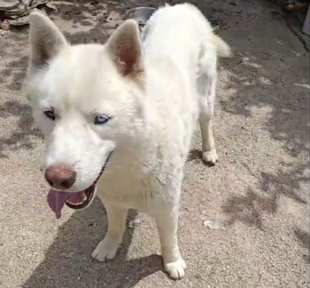 Zeus: giovane Siberian Husky socievole con tutti - Foto 6