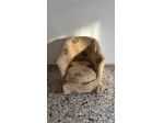 Poltrona beige fantasia floreale