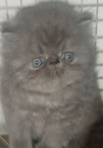 Cuccioli gatto Persiano pura razza - Foto 2