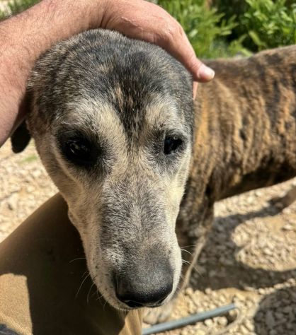 UGO 12 ANNI - Foto 7