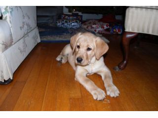 Cuccioli di Labrador Retriever