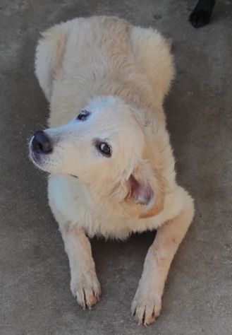CUCCIOLO IN ADOZIONE: DUCCIO