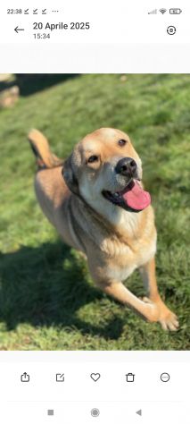 MINERVA CAGNOLINA IN ADOZIONE - Foto 7