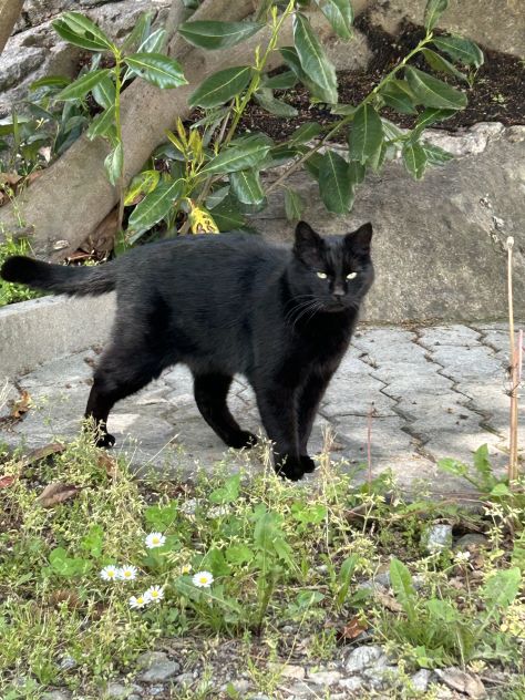 Cat sitter - Foto 3
