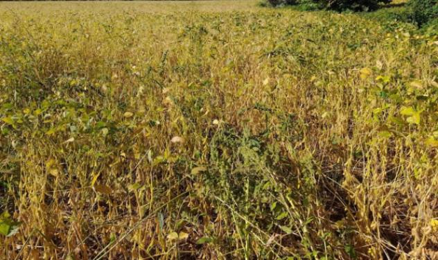 Immobile in asta di 16800 m² in vendita a Fossalta di Portogruaro - Foto 4