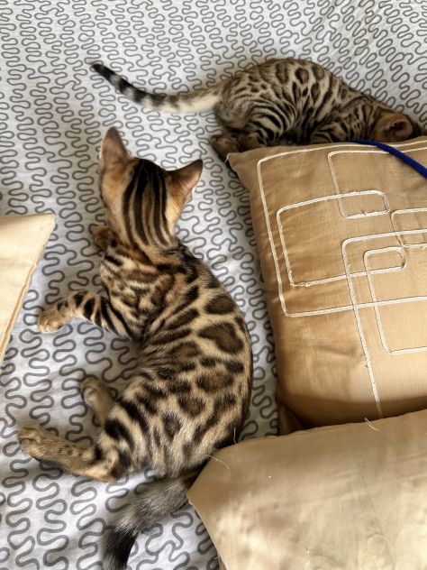 Cuccioli bengala - Foto 3