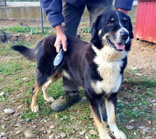 Dolcissimi cani in cerca di casa URGENTE - Foto 4