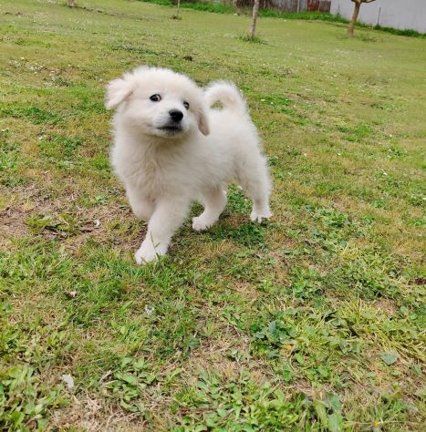 Punch: cucciolo ipovedente taglia grande - Foto 2