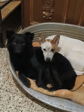 Magnifica e dolce cucciola taglia piccola!! - Foto 2