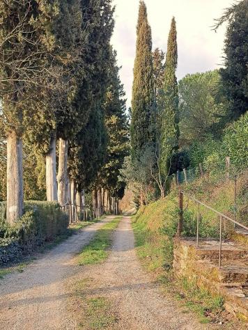 Tenuta Vivaio, Loc. Tregozzano - Rif. V185 - Foto 13