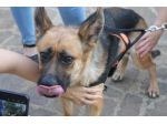 Pastore Tedesco 2anni e 1/2 scartata xchè CIECA E SORDA ma autonoma !! SICILIA