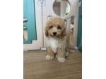 Cuccioli di Maltipoo