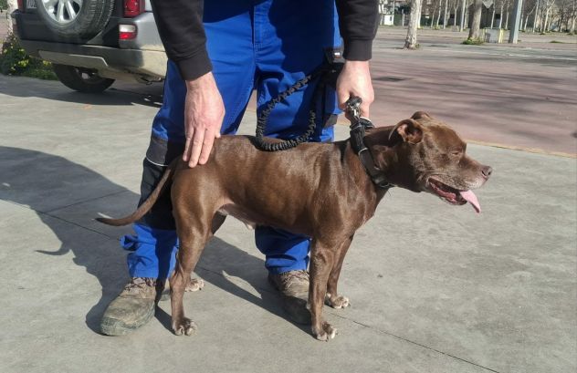 DOLCE SPIKE IN REGALO - Foto 3