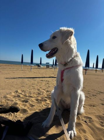 Paula: cucciolona equilibrata e socievole - Foto 5